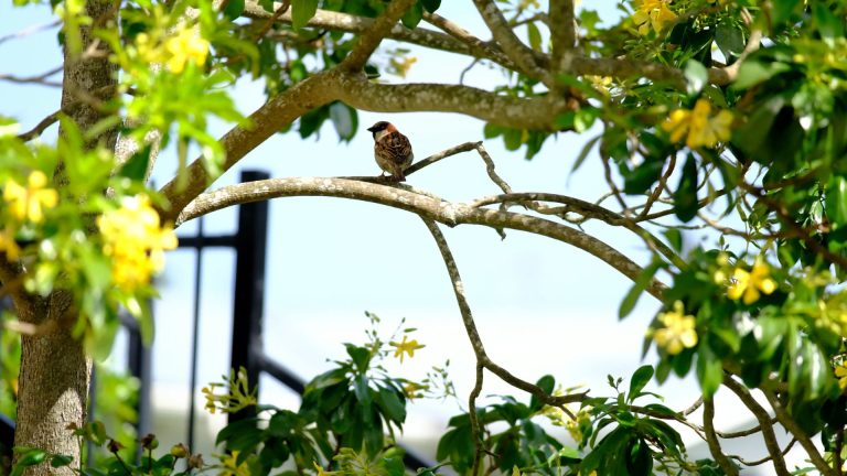 Views from The Manor include the Tāmaki Estuary, local wildlife and more